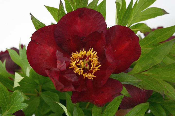 Bijūnai (Lot Paeonia) 'Scarlet Heaven' 2-3 IŠ GRUNTO-BIJŪNAI-DAUGIAMETĖS GĖLĖS