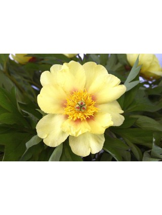 Bijūnai (Lot Paeonia) 'Sequestered Sunshine' 2-3 IŠ GRUNTO-BIJŪNAI-DAUGIAMETĖS GĖLĖS