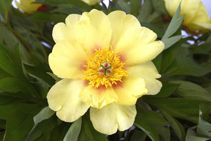 Bijūnai (Lot Paeonia) 'Sequestered Sunshine' 2-3 IŠ GRUNTO-BIJŪNAI-DAUGIAMETĖS GĖLĖS