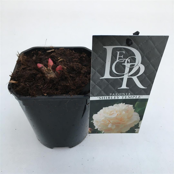 Bijūnai (LD) (Lot Paeonia (LD)) 'Shirley Temple' C1/P13-BIJŪNAI-DAUGIAMETĖS GĖLĖS