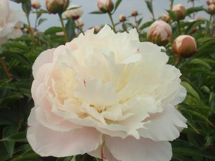 Bijūnai (LD) (Lot Paeonia (LD)) 'Shirley Temple' 3-5 IŠ GRUNTO-BIJŪNAI-DAUGIAMETĖS GĖLĖS