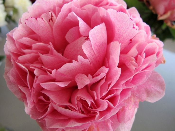 Bijūnai (Lot Paeonia) 'The Fawn' 3-5 IŠ GRUNTO-BIJŪNAI-DAUGIAMETĖS GĖLĖS