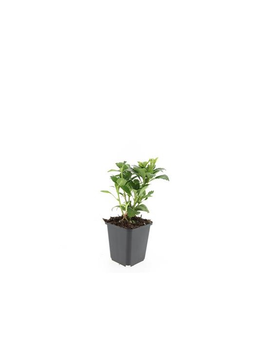 Viršūnžiedė mietveinė (Lot Pachysandra term.