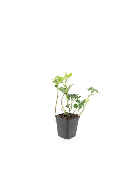 Viršūnžiedė mietveinė (Lot Pachysandra term.