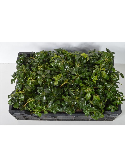 Viršūnžiedė mietveinė (Lot Pachysandra term.