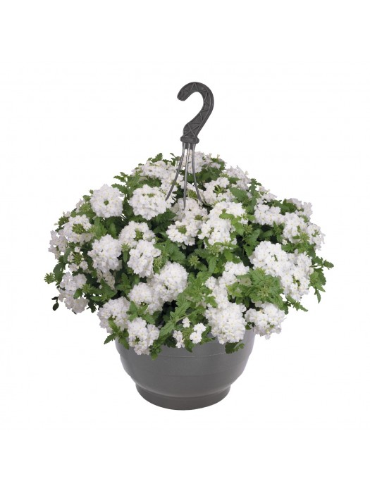 Verbena "Empress Sun White"-VERBENOS-VIENMETĖS GĖLĖS