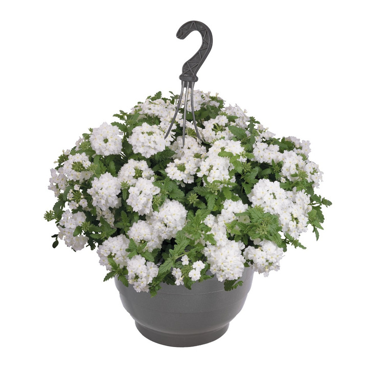 Verbena "Empress Sun White"-VERBENOS-VIENMETĖS GĖLĖS