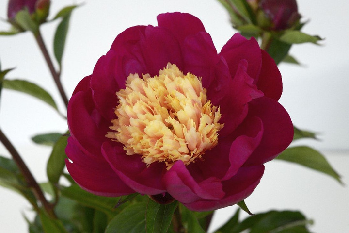Bijūnai (Lot Paeonia) 'White Cap' 3-5 IŠ GRUNTO-BIJŪNAI-DAUGIAMETĖS GĖLĖS