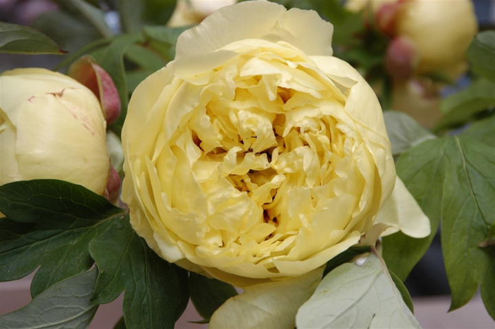 Bijūnai (Lot Paeonia) 'Yellow Crown' 3-5 IŠ GRUNTO-BIJŪNAI-DAUGIAMETĖS GĖLĖS