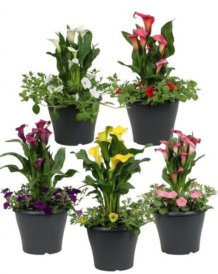 Annuals (Lot Annuals) C5/P23 Mix of Petunia & Zantadeschia in 1 Container!