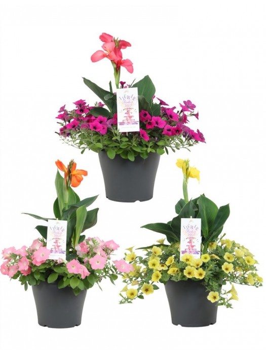Annuals (Lot Annuals) C5/P23*-KITI-DAUGIAMETĖS GĖLĖS