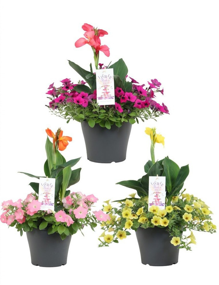 Annuals (Lot Annuals) C5/P23*-KITI-DAUGIAMETĖS GĖLĖS