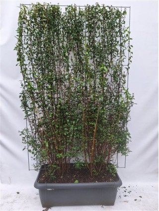 Jazminas (Lot Philadelphus) 'Avalanche' C90 SCREEN 180 CM (H) x 120 CM (W)-JAZMINAI-KRŪMAI