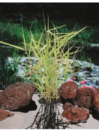 Paprastoji nendrė (Lot Phragmites australis) 'Variegatus' P9-PAPRASTOJI NENDRĖ-VANDENS IR PAKRANČIŲ AUGALAI