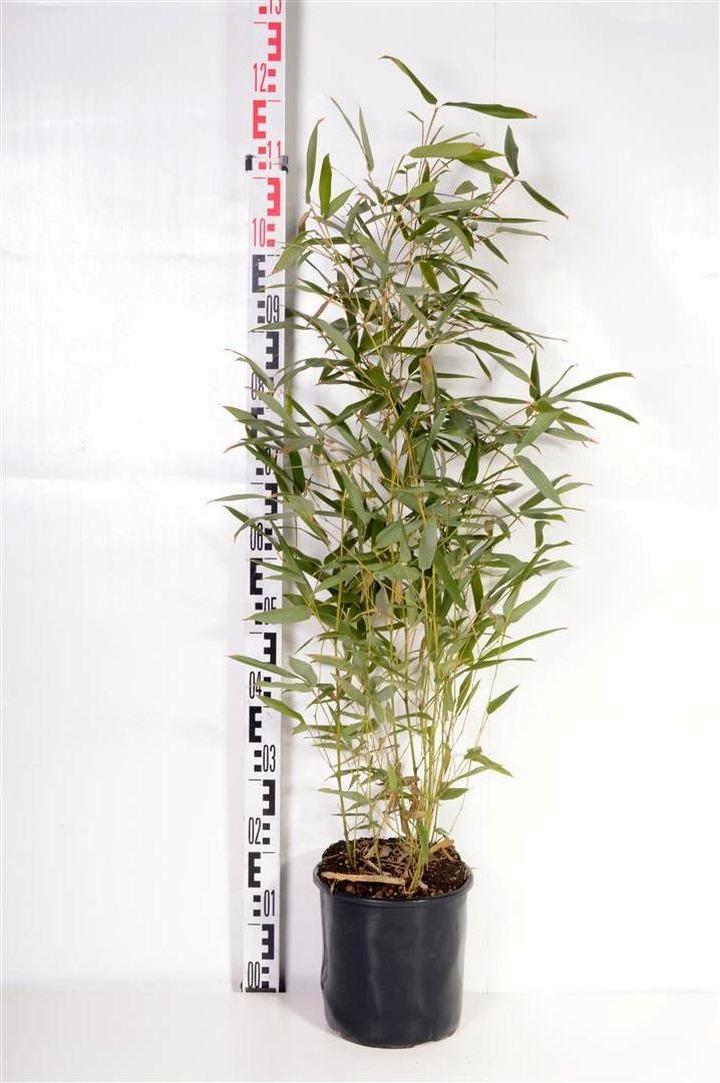 Pluoštinis didbambukis (Lot Phyllostachys bissetii) C5/P23 | BAMBUKAI | SMILGOS - VARPINIAI AUGALAI