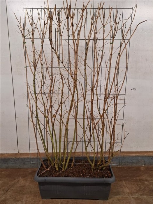 Jazminas darželinis (Lot Philadelphus coronarius) C90 SCREEN 180 CM (H) x 120 CM (W)-JAZMINAI-KRŪMAI