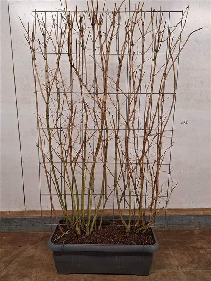 Jazminas darželinis (Lot Philadelphus coronarius) C90 SCREEN 180 CM (H) x 120 CM (W)-JAZMINAI-KRŪMAI