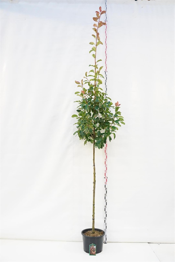 Fotinija (Lot Photinia fraseri) 'Camilvy' C25 KOTAS 180 CM KOTO APIMTIS 6-8 CM-FOTINIJOS-KRŪMAI