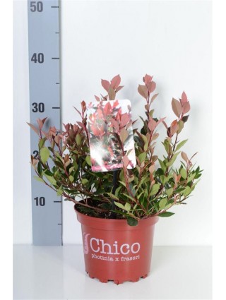 Fotinija (Lot Photinia fraseri) 'Chico' C2/P17 20-25 CM-FOTINIJOS-KRŪMAI
