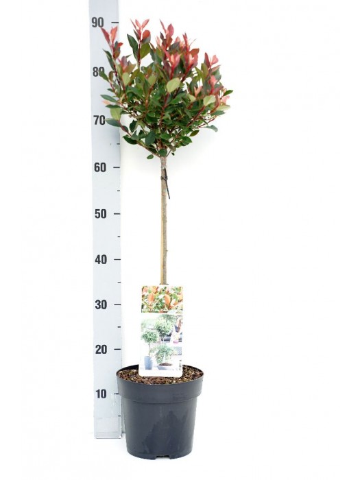 Fotinija (Lot Photinia fraseri) 'Chico' C3/P19 KOTAS 50 CM-FOTINIJOS-KRŪMAI