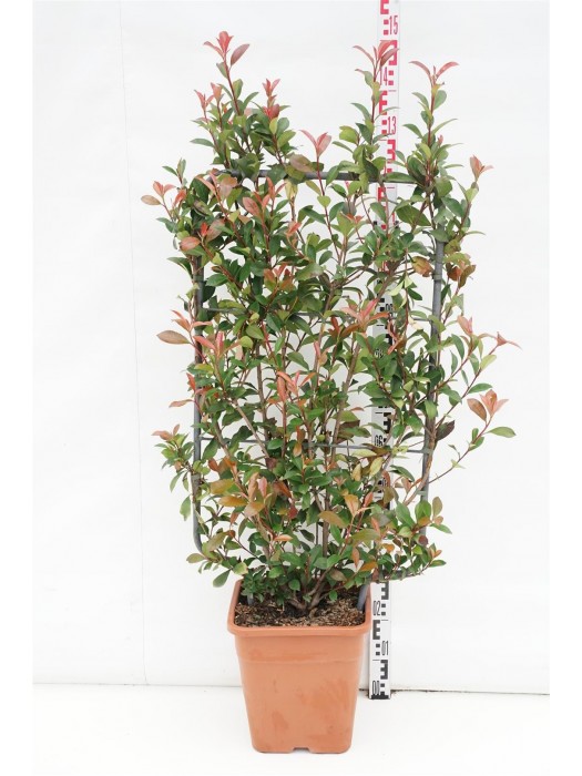 Fotinija (Lot Photinia fraseri) 'Carre Rouge' C18-FOTINIJOS-KRŪMAI