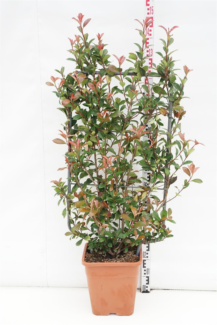 Fotinija (Lot Photinia fraseri) 'Carre Rouge' C18-FOTINIJOS-KRŪMAI