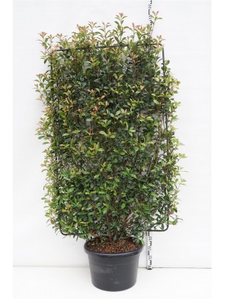 Fotinija (Lot Photinia fraseri) 'Carre Rouge' C60 190H110W-FOTINIJOS-KRŪMAI