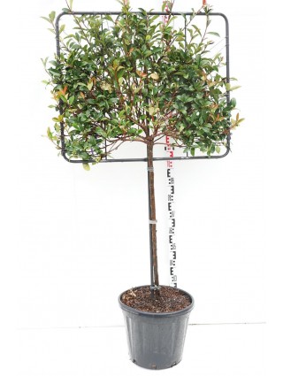 Fotinija (Lot Photinia fraseri) 'Carre Rouge' 120CMANT KOTOC30 90H70W-FOTINIJOS-KRŪMAI