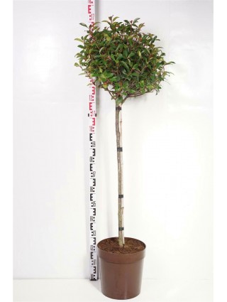 Fotinija (Lot Photinia fraseri) 'Carre Rouge' C18-FOTINIJOS-KRŪMAI