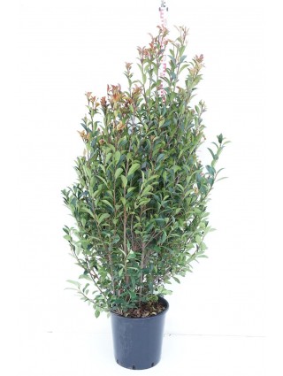 Fotinija (Lot Photinia fraseri) 'Carre Rouge' C25 125-150 CM-FOTINIJOS-KRŪMAI