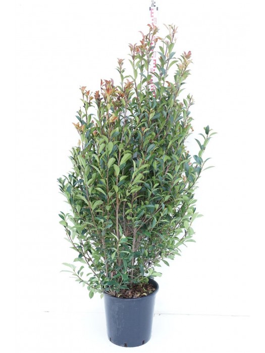 Fotinija (Lot Photinia fraseri) 'Carre Rouge' C25 125-150 CM-FOTINIJOS-KRŪMAI