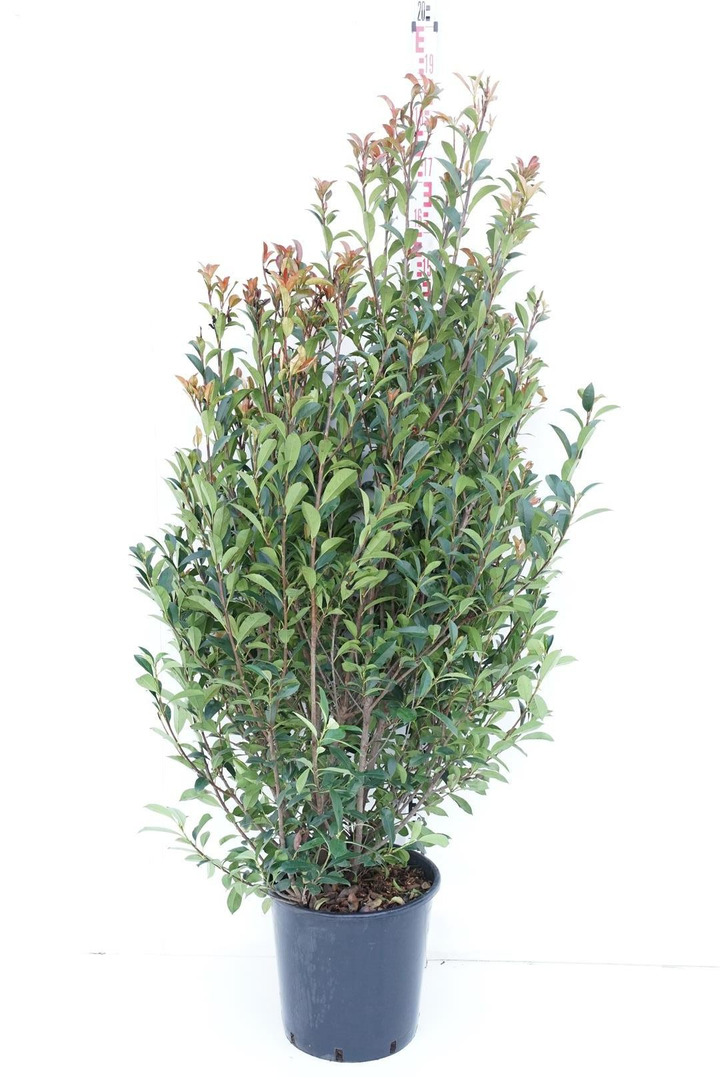 Fotinija (Lot Photinia fraseri) 'Carre Rouge' C25 125-150 CM-FOTINIJOS-KRŪMAI