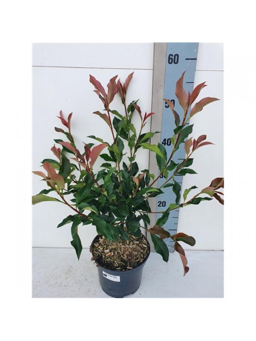 Fotinija (Lot Photinia fras.) 'Dynamo Red' C2/P17 25-30 CM-FOTINIJOS-KRŪMAI