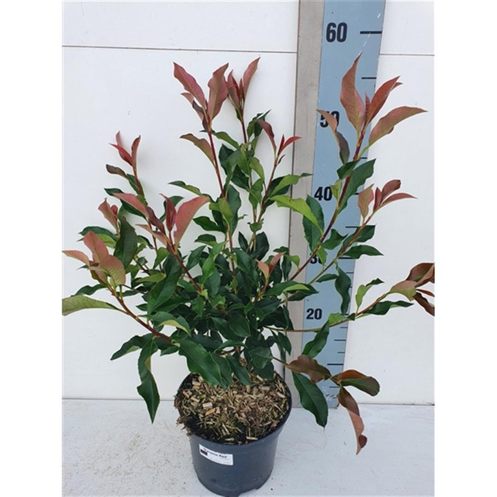 Fotinija (Lot Photinia fras.) 'Dynamo Red' C2/P17 25-30 CM-FOTINIJOS-KRŪMAI