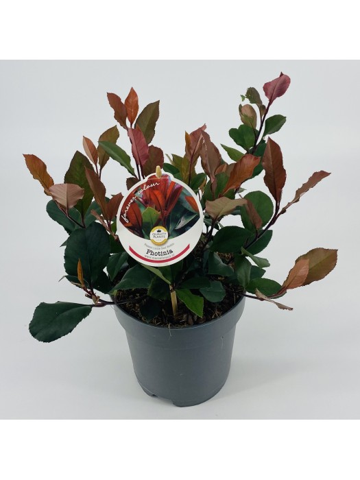 Fotinija (Lot Photinia fraseri) 'Little Red Robin' C2/P17 20-25 CM-FOTINIJOS-KRŪMAI