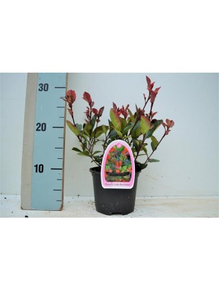 Fotinija (Lot Photinia fraseri) 'Little Red Robin' C1/P13 15-20 CM-FOTINIJOS-KRŪMAI