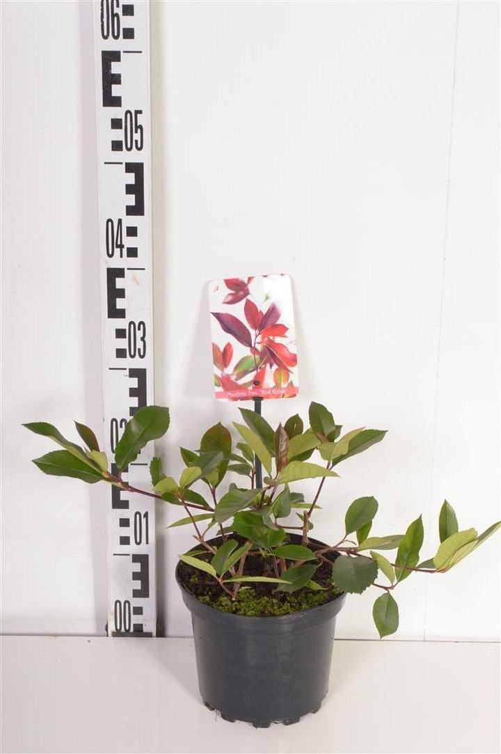 Fotinija (Lot Photinia fraseri) 'Little Red Robin' C1/P13 15-20 CM-FOTINIJOS-KRŪMAI