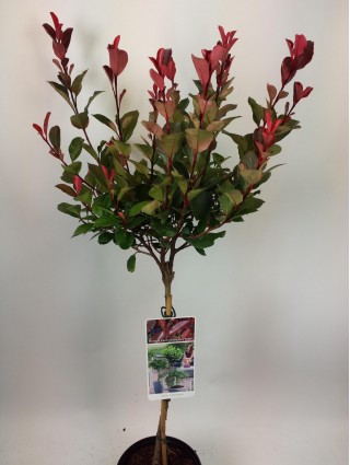 Fotinija (Lot Photinia fraseri) 'Little Red Robin' C3/P19 KOTAS 50 CM-FOTINIJOS-KRŪMAI