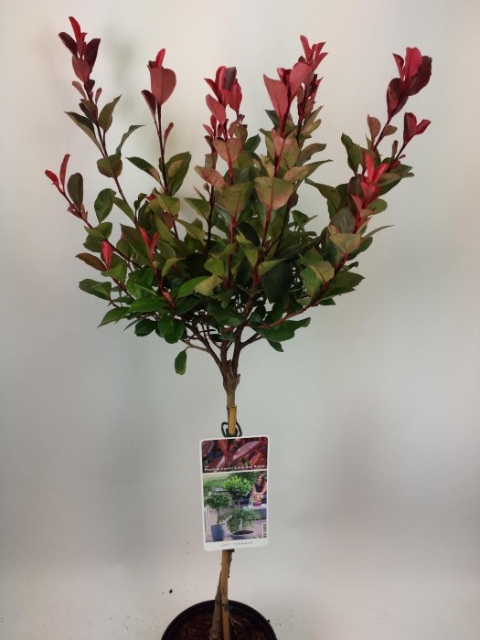 Fotinija (Lot Photinia fraseri) 'Little Red Robin' C3/P19 KOTAS 50 CM-FOTINIJOS-KRŪMAI