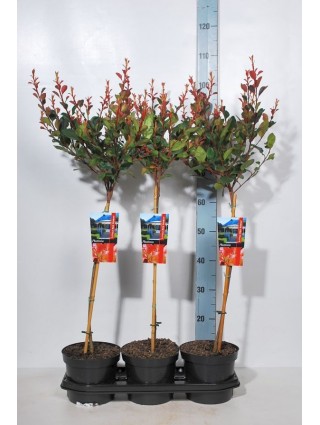 Fotinija (Lot Photinia fraseri) 'Little Red Robin' C3/P19 KOTAS 50 CM-FOTINIJOS-KRŪMAI