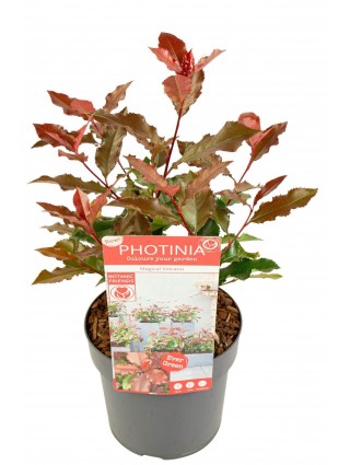 Fotinija (Lot Photinia fraseri) 'Magical Vulcano' C3/P19 20-25 CM-FOTINIJOS-KRŪMAI