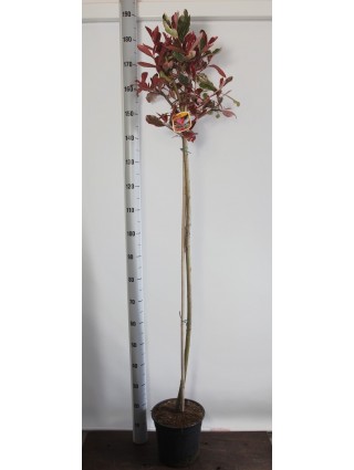 Fotinija (Lot Photinia fraseri) 'Pink Marble' C7,5/P26 KOTAS 120 CM-FOTINIJOS-KRŪMAI
