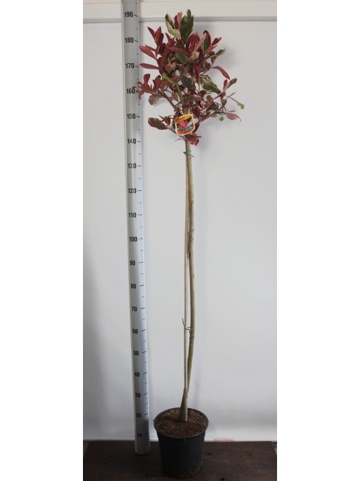 Fotinija (Lot Photinia fraseri) 'Pink Marble' C7,5/P26 KOTAS 120 CM-FOTINIJOS-KRŪMAI