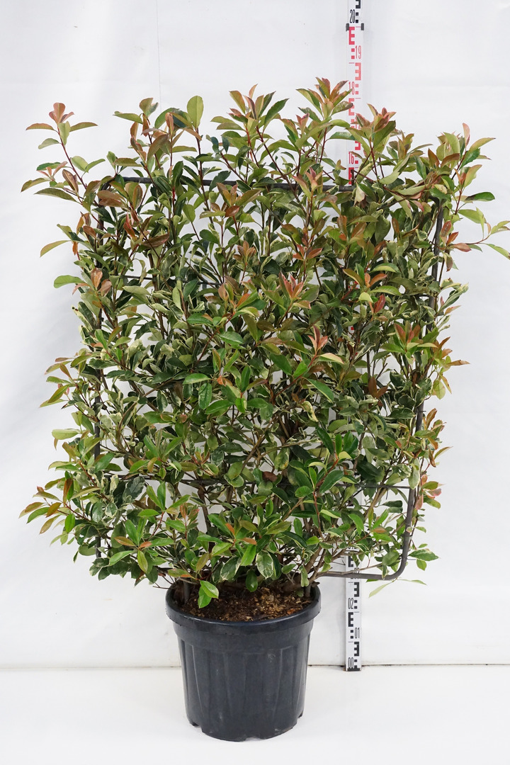 Fotinija (Lot Photinia fraseri) 'Pink Marble' C45 120H100W-FOTINIJOS-KRŪMAI