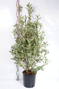 Fotinija (Lot Photinia fraseri) 'Pink Marble' C18 100-125 CM - nuotrauka 2