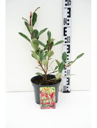 Fotinija (Lot Photinia fraseri) 'Pink Marble' C2/P17 25-30 CM-FOTINIJOS-KRŪMAI