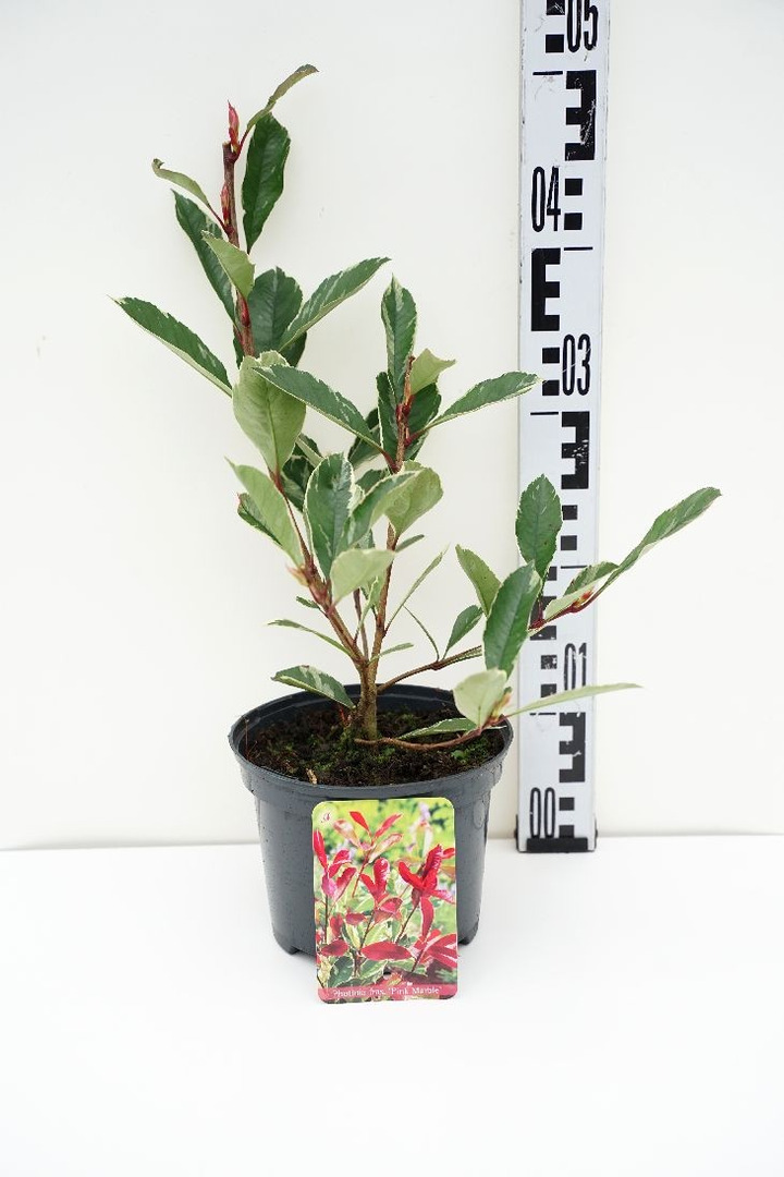 Fotinija (Lot Photinia fraseri) 'Pink Marble' C2/P17 25-30 CM-FOTINIJOS-KRŪMAI