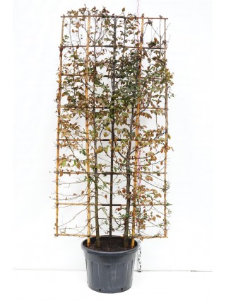 Fotinija (Lot Photinia fraseri) 'Red Robin' C50 KOTAS 220 CM KOTO APIMTIS 12-14 CM-FOTINIJOS-KRŪMAI