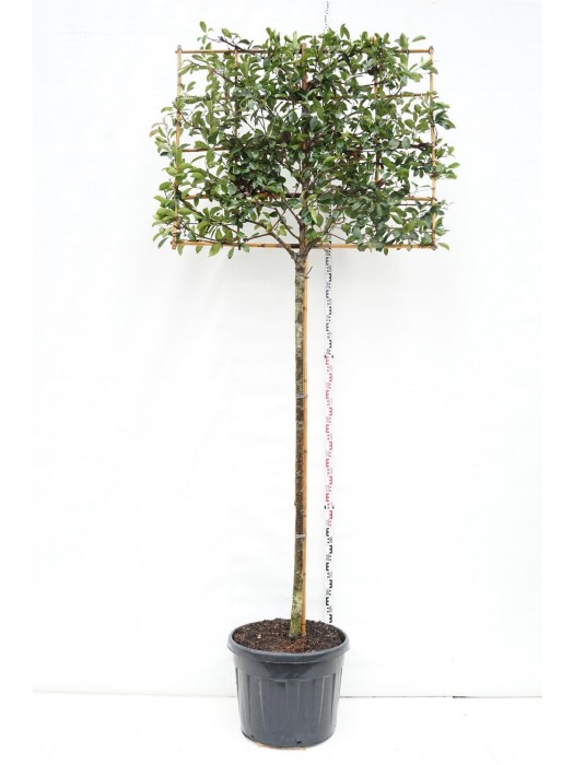 Fotinija (Lot Photinia fraseri) 'Red Robin' C110 KOTAS 200 CM-FOTINIJOS-KRŪMAI