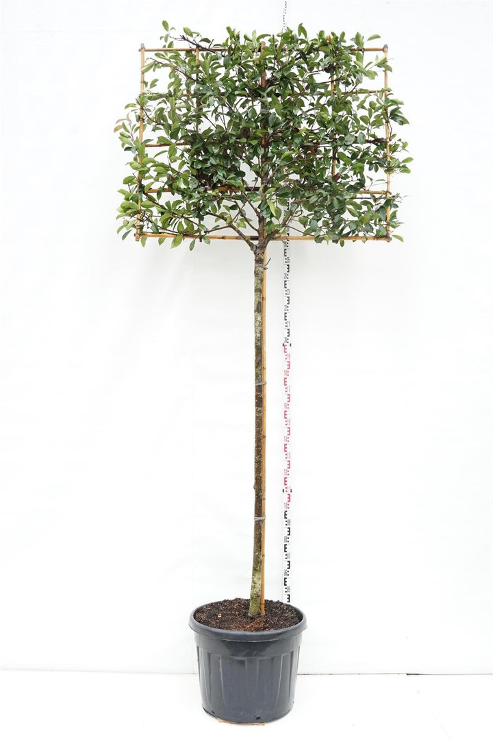 Fotinija (Lot Photinia fraseri) 'Red Robin' C110 KOTAS 200 CM-FOTINIJOS-KRŪMAI